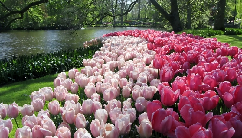 nền hoa tulip hồng phấn