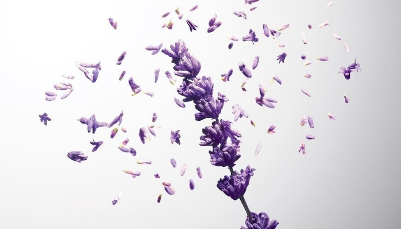 Tải ảnh hoa lavender nghệ thuật