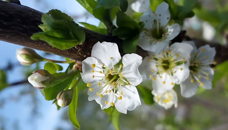 Tải hình nền hoa nhài trắng 4k