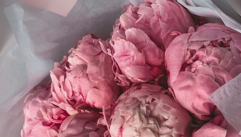 Tải hình nền hoa mẫu đơn đẹp