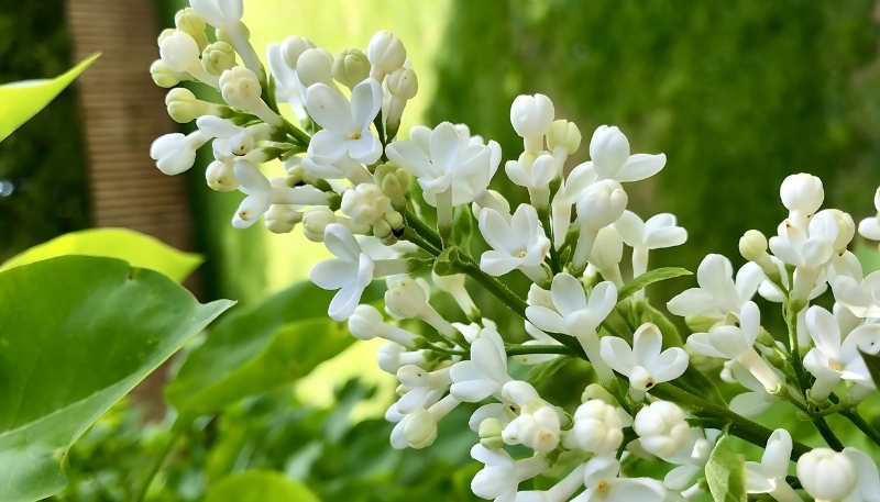 Tải hình nền hoa nhài tươi