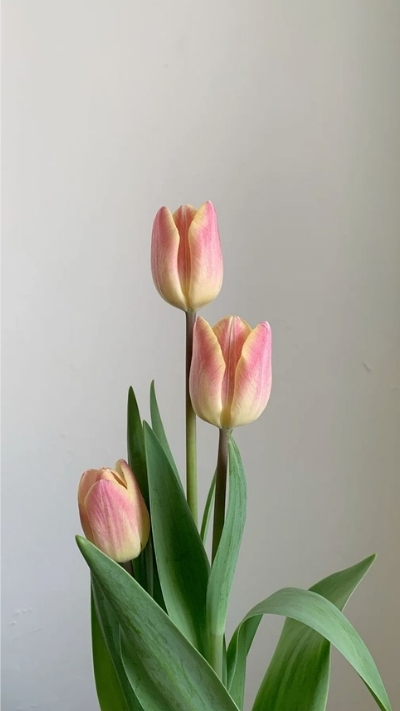 Hình nền ba bông hoa tulip