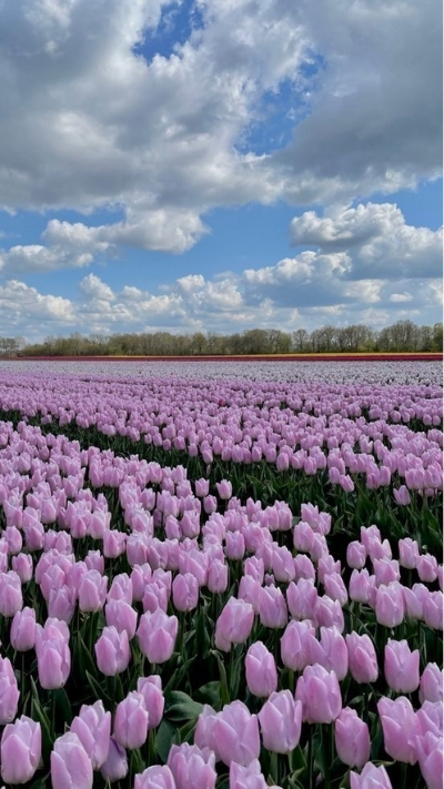 Hình nền điện thoại hoa tulip tím đẹp