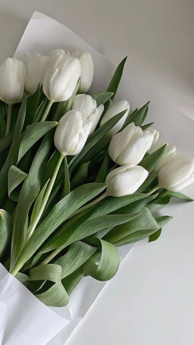 Hình nền điện thoại hoa Tulip trắng
