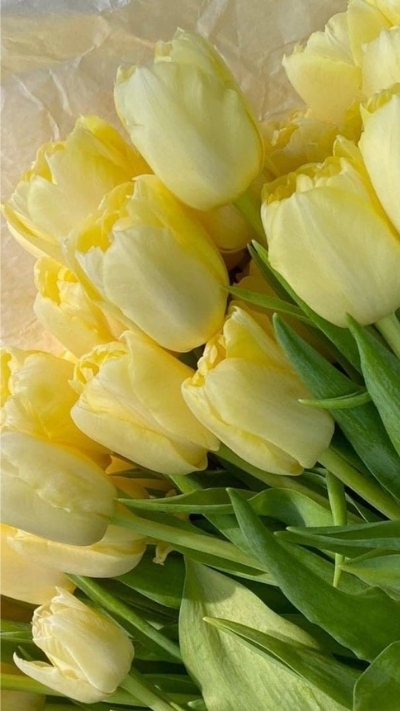 Hình nền hoa Tulip cho điện thoại