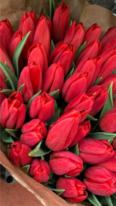Hình nền hoa Tulip đỏ