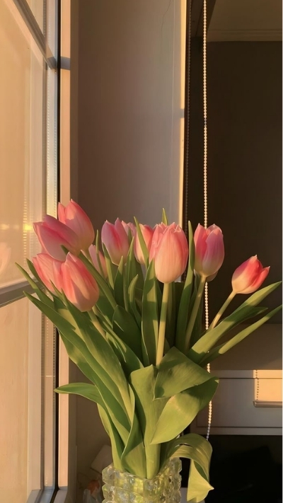 Hình nền hoa Tulip dưới ánh hoàng hôn