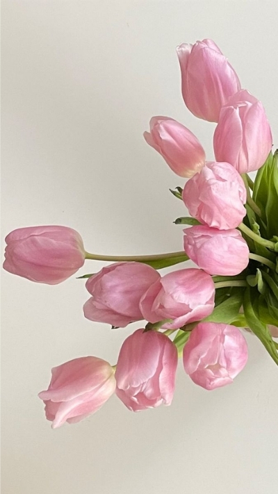 Hình nền hoa Tulip hồng mềm mại