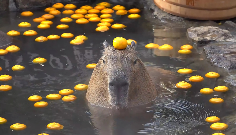 hình nền ipad cute capybara