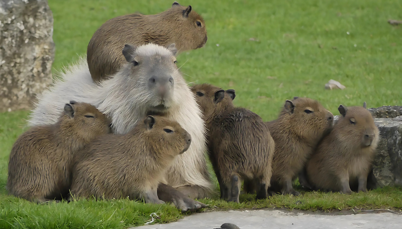 hình nền ipad đẹp capybara