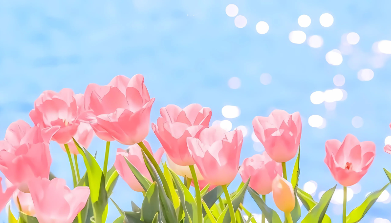 hình nền ipad hoa tulip