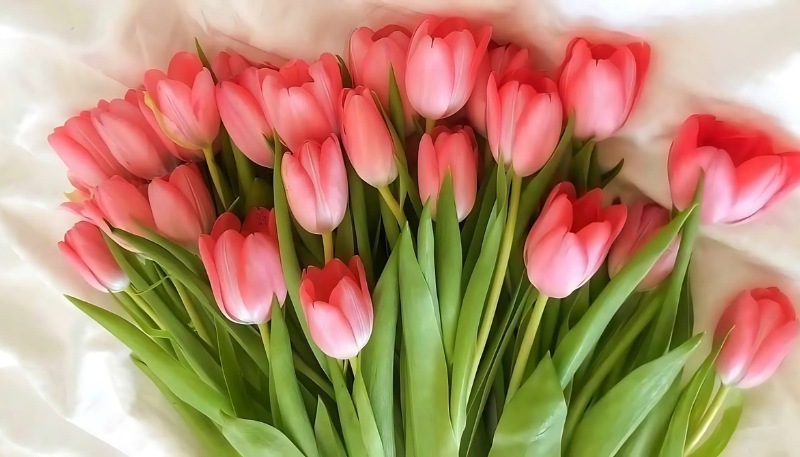 hình nền ipad hoa tulip cute