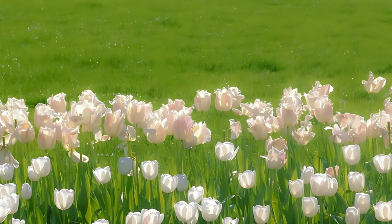 hình nền ipad hoa tulip