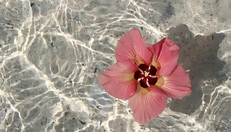 hình nền ipad hoa tulip cute