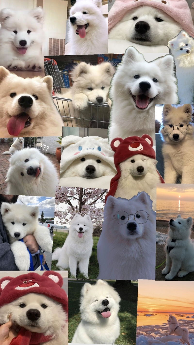 hình nền động vật cho iphone 17 mượt mà