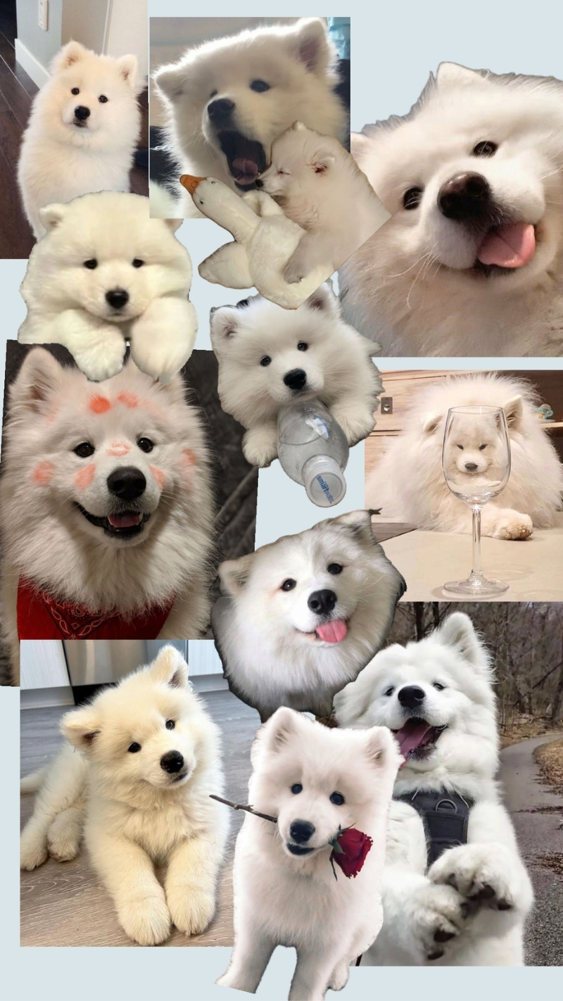 hình nền động vật cho iphone 17 rực rỡ