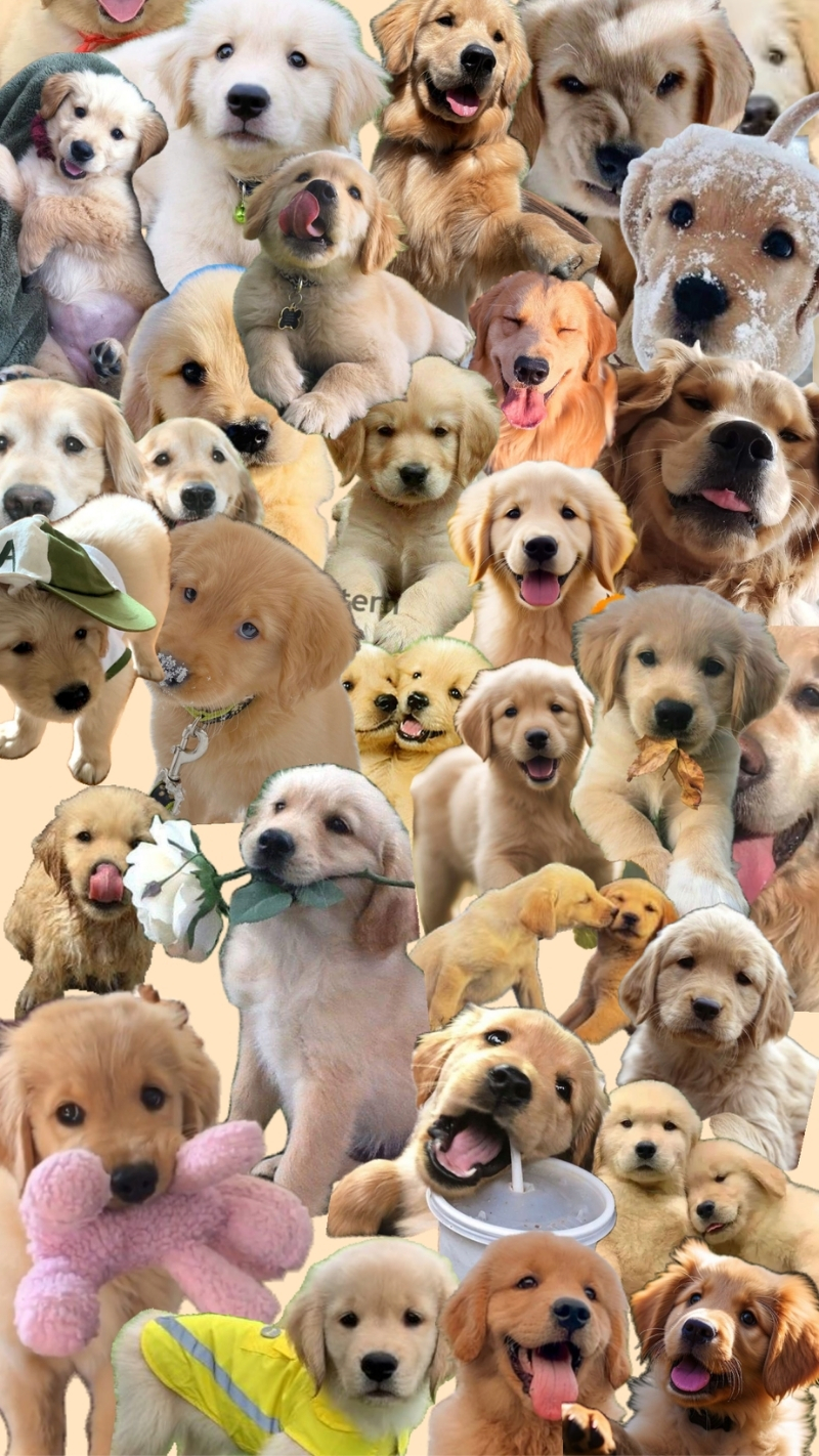 hình nền động vật cho iphone 17 sang trọng