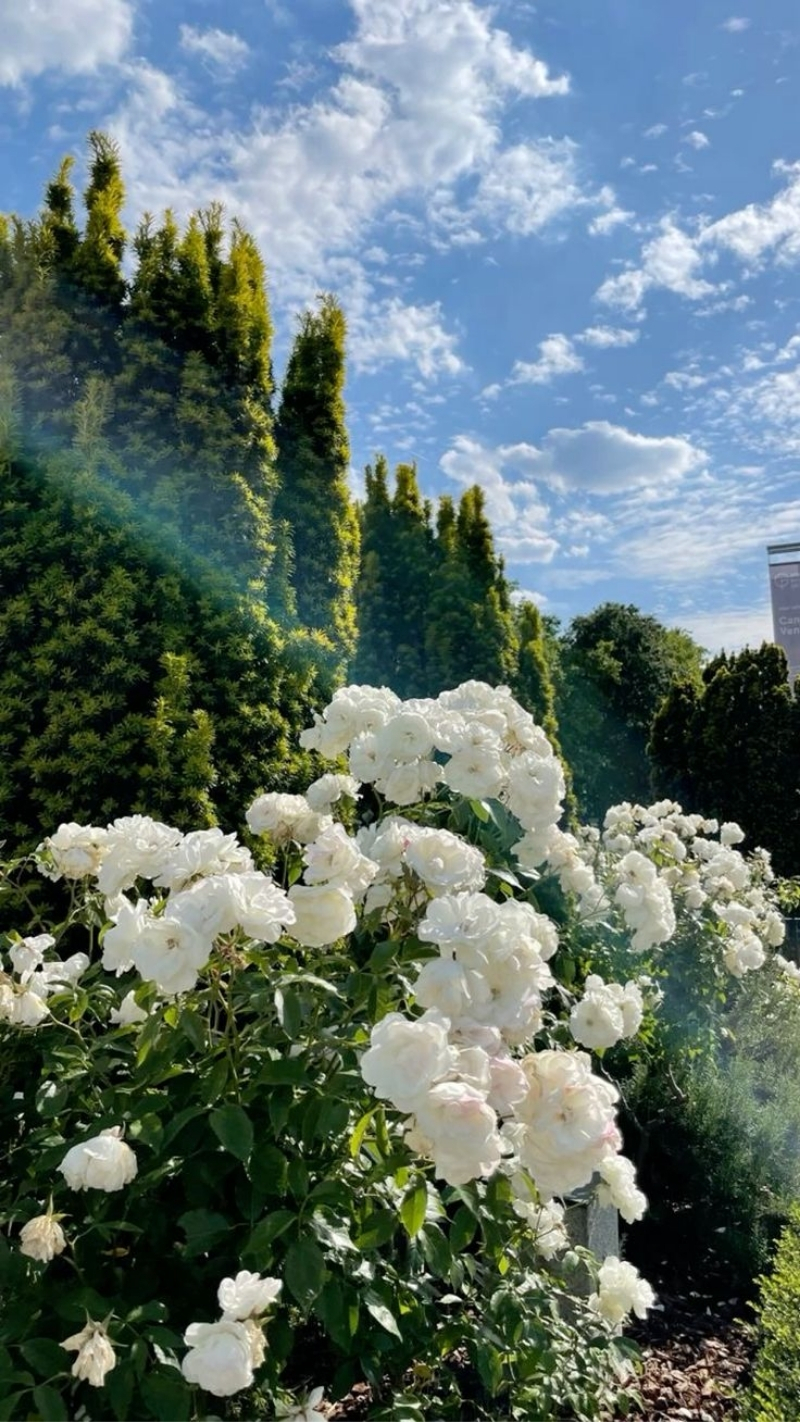 hình nền thiên nhiên iphone 17 rực rỡ