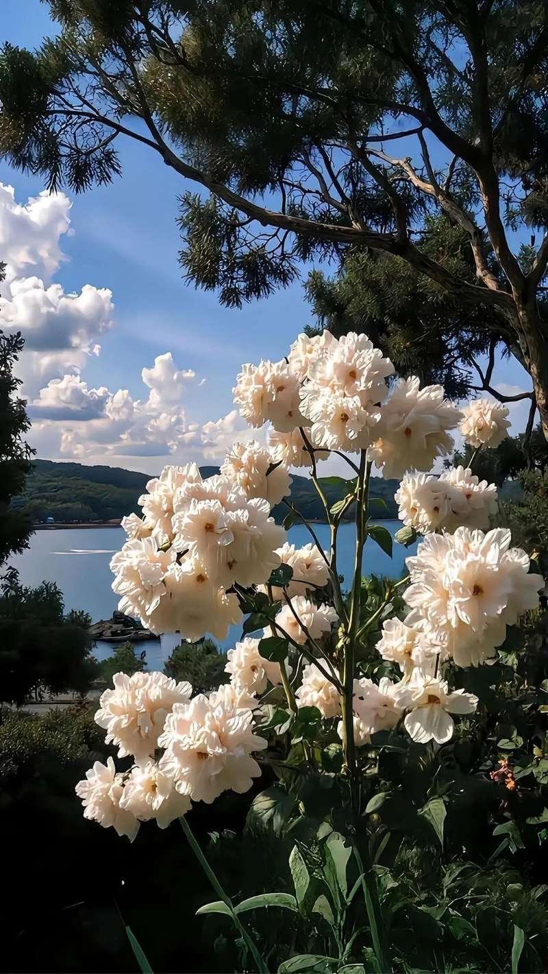 hình nền thiên nhiên iphone 17 sang trọng