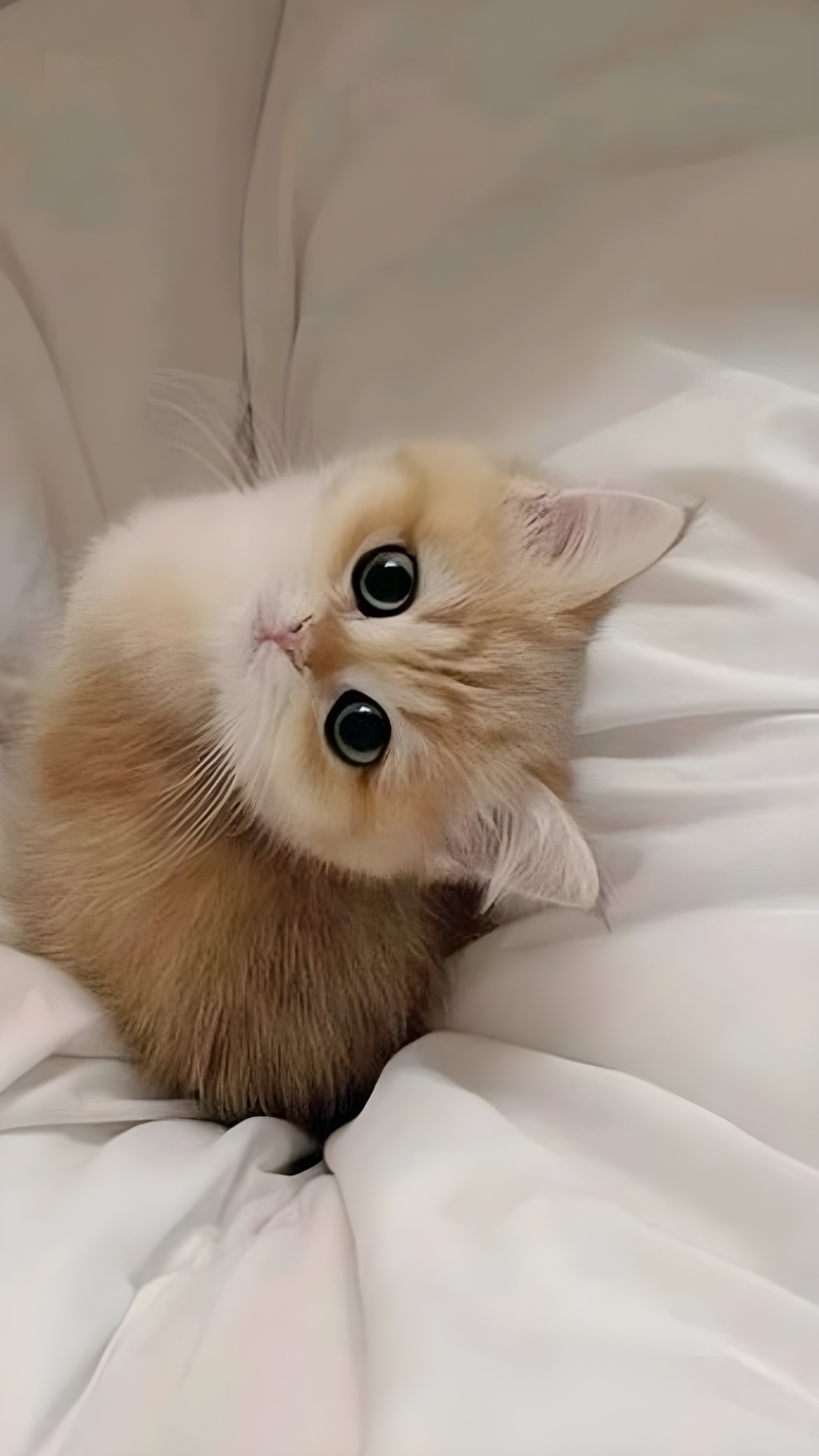 hình nền động vật cho iphone air dễ thương