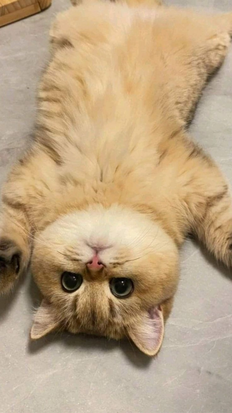 hình nền động vật cho iphone air đẹp nhất