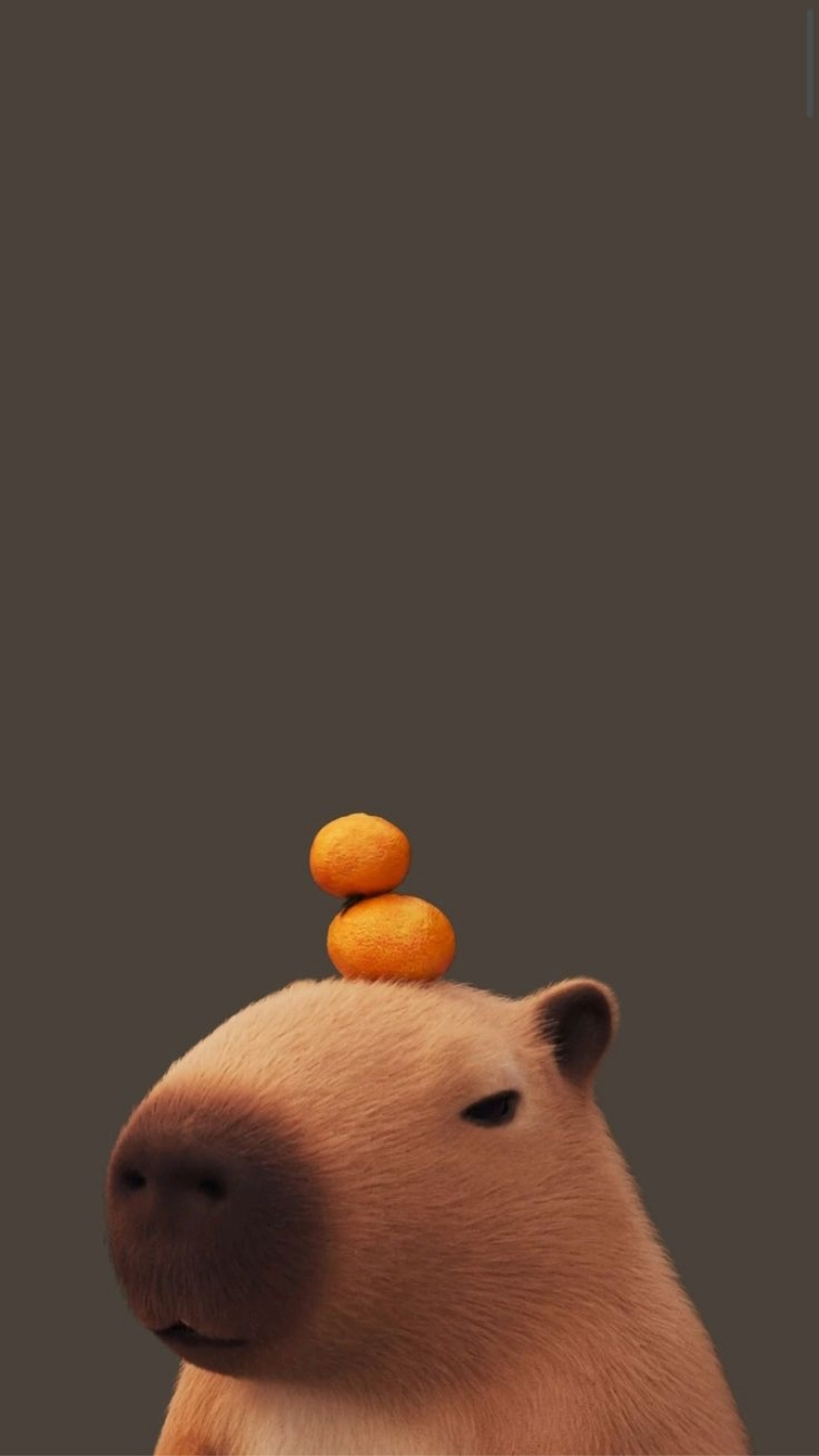 hình nền động vật cho iphone air sinh động