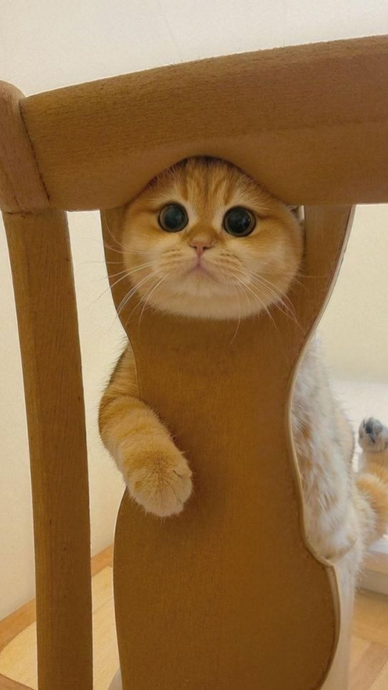 hình nền động vật cho iphone air tinh khôi