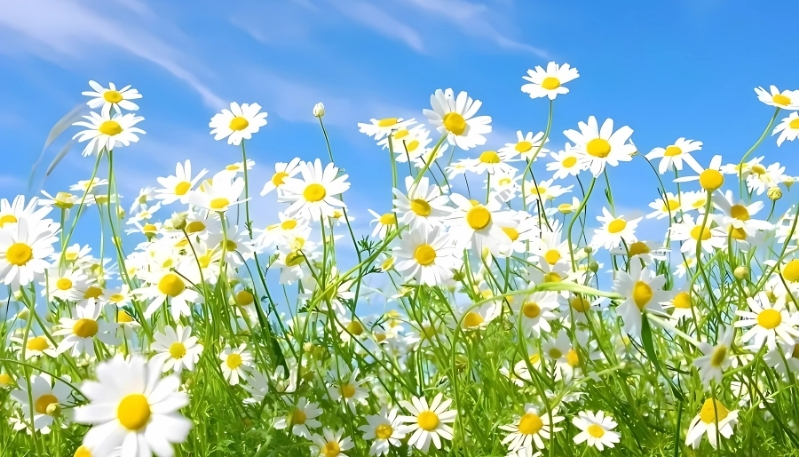 hình nền macbook air hoa