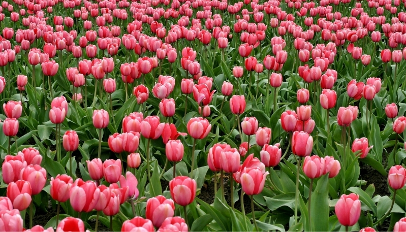 hình nền macbook hoa đẹp