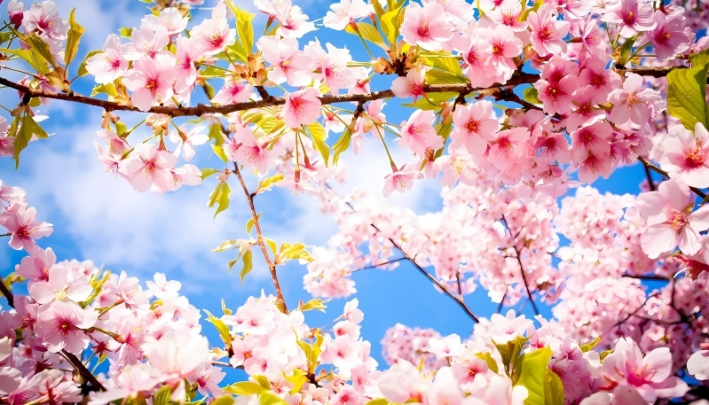 hình nền macbook pro hoa