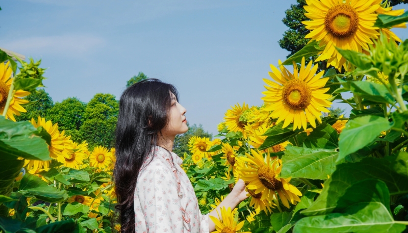 hình nền hoa hướng dương