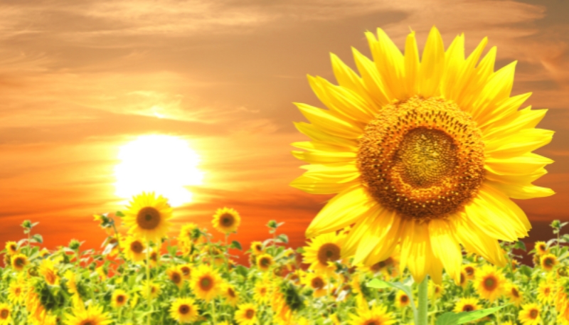 hình nền hoa hướng dương