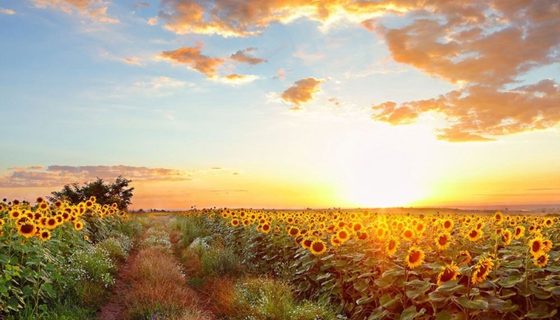 hình nền hoa hướng dương