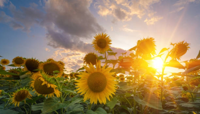 hình nền hoa hướng dương