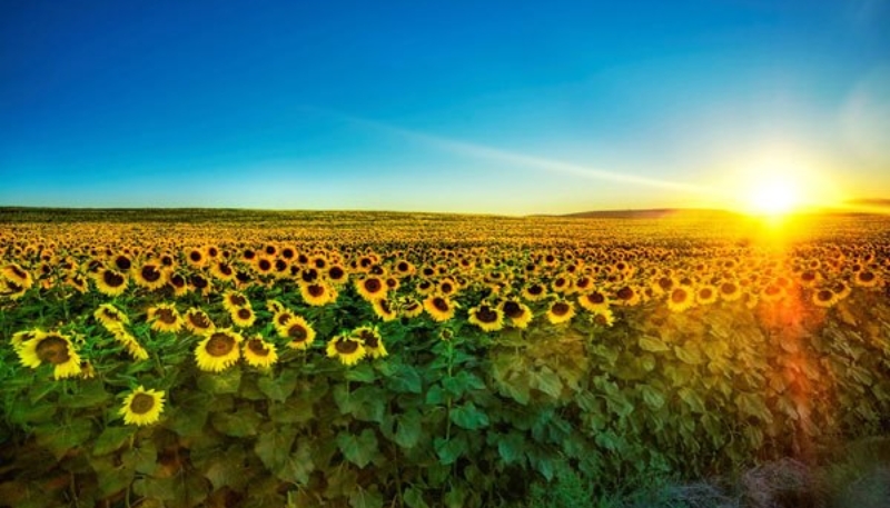 hình nền hoa hướng dương