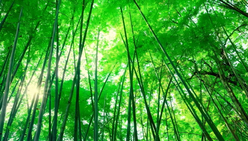 hình nền mệnh mộc may mắn