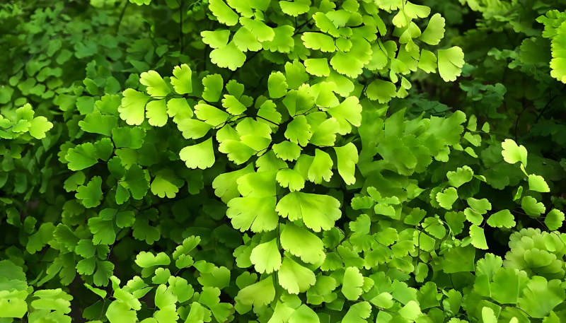 mệnh mộc nên để hình nền gì cho may mắn