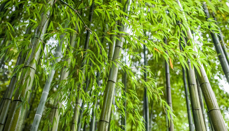 phong thủy hình nền may mắn cho mệnh kim