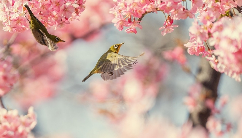 hình nền hoa đào tết đẹp nhất