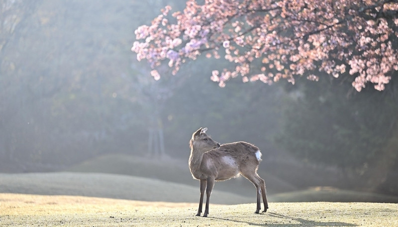 hình nền máy tính hoa đào tết 2026