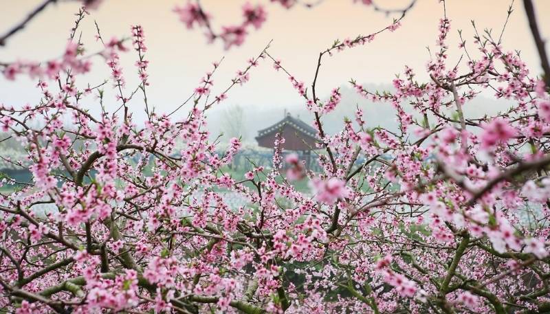 hình nền máy tính tết nguyên đán 2026 đậm đà