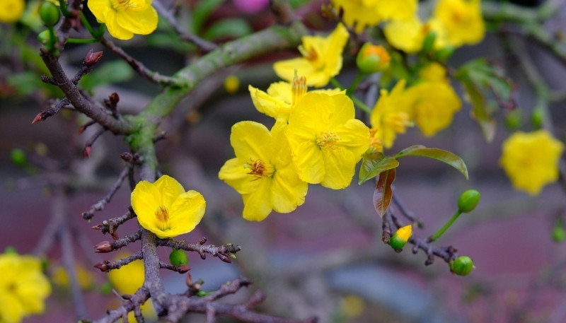 hình nền máy tính tết nguyên đán 2026 trang lễ