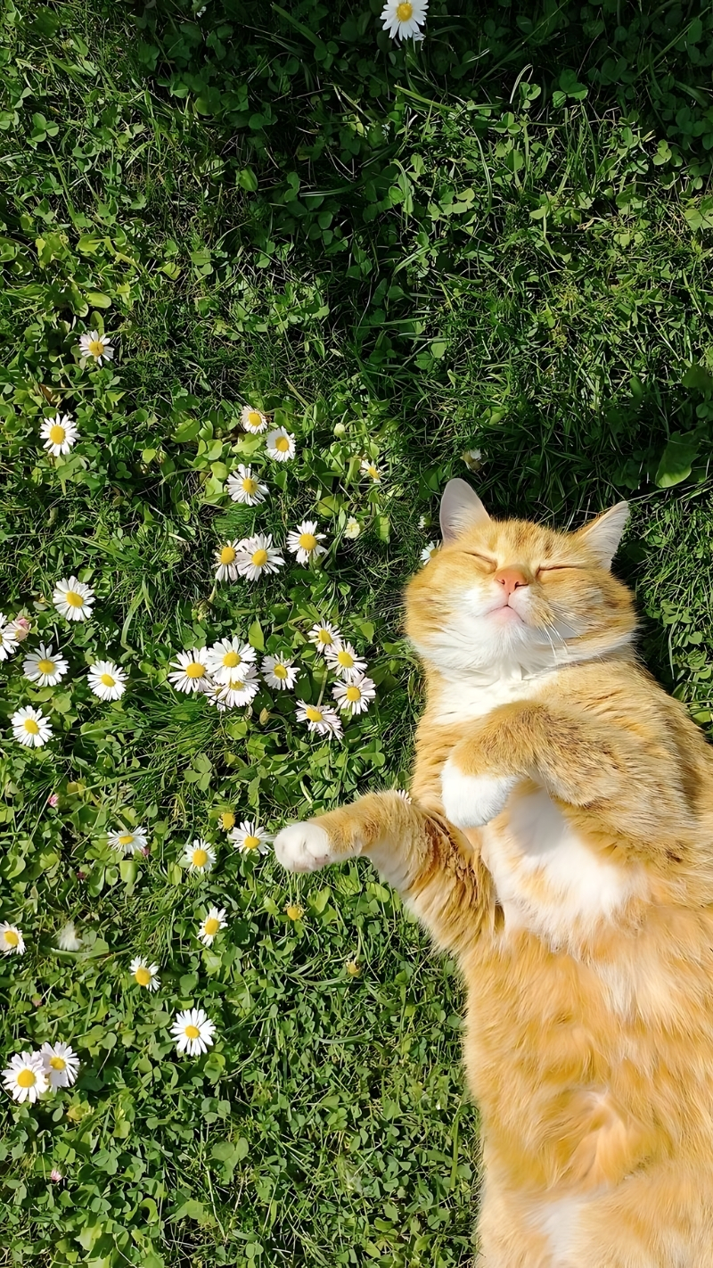 Ảnh nền zoom cute nhất