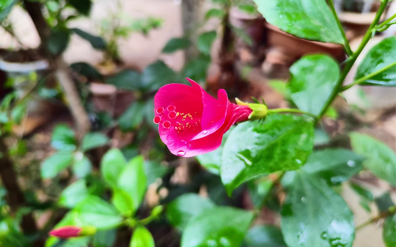 realme 8 va realme 8 pro camera 3 Camera realme 8 và realme 8 pro 3